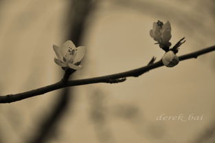 春天花儿开， 辨花有妙招