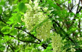 了解槐树苗价格的途径