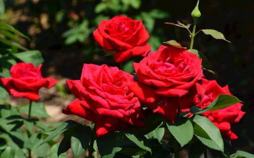 缓苗期间， 密切观察月季花的生长状况