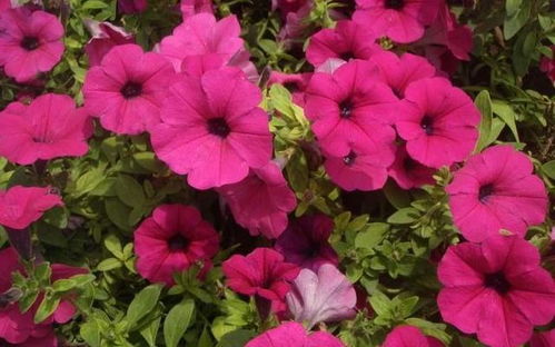 牵牛花和圆粒种豌豆，生命力旺盛