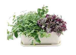 种植栀子花的小技巧