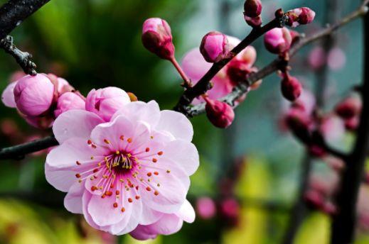 品种五：骨里红梅