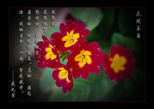 茶蘼之花，何故凋零