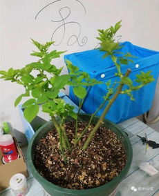 注意事项：网购月季的冬季养护