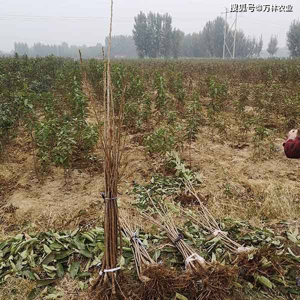 移栽塔柏：春天的脚步