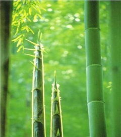 毛竹，禾本科植物