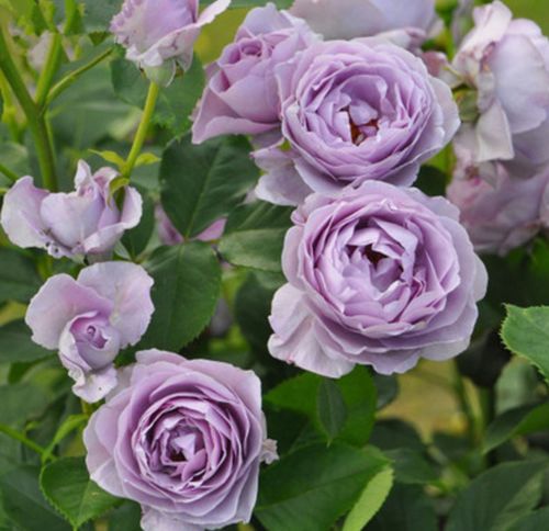 花朵的颜色与形状