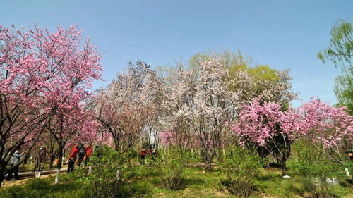 紫薇：老桩开花的秘密