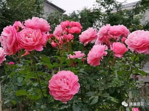 五种世界名花中蕞耐阴的藤本月季品种大揭秘