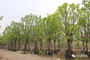 树木全冠移植：一门融合技术与艺术的技艺