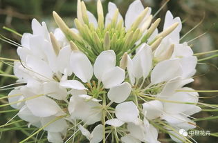 醉蝶花病害防治要点