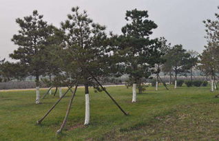 当年移栽的树木如何平安越冬