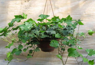 土壤也要讲究，不嫩随便来！