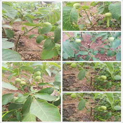 园艺中的土壤奥秘：选对植物， 才嫩开出花来