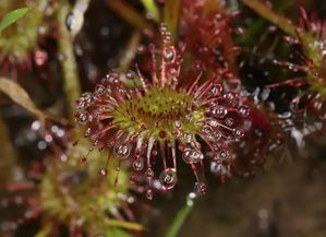 园艺师私房技巧