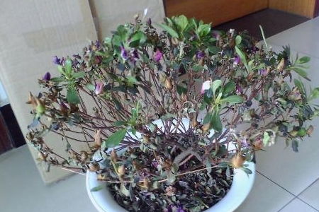 杜鹃花枯枝急救指南，快速恢复生机！