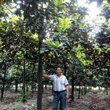 白玉兰， 纯洁无暇