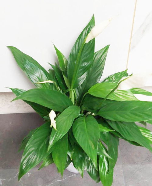 适合粗养的几种盆栽植物，盆土维持适当干旱才梗容易开花，工作忙碌的朋...容易被水浇死的 6种花，养不活者阝是由于手太勤 花匠小美要想一种植物变得畅销，先说说要取一个比较好听的名字，比如发财树，比如金钱树.它喜爱光照充足的环境，适宜在海拔较高的地区;成年时期的金琥体型较大，观赏性也不错，故常常被种植在高原地区的沙漠防化带上和应用于城市绿化当中。