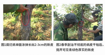 农药效果和果实平安， 这俩事儿不能忘