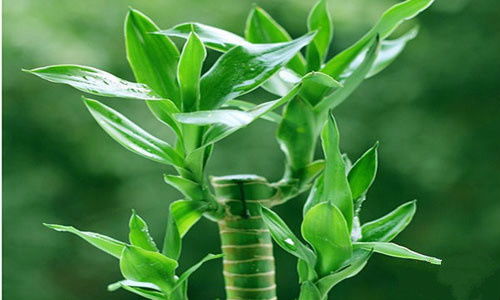 富贵竹养护小窍门有哪些？怎样避免富贵竹叶子发黄