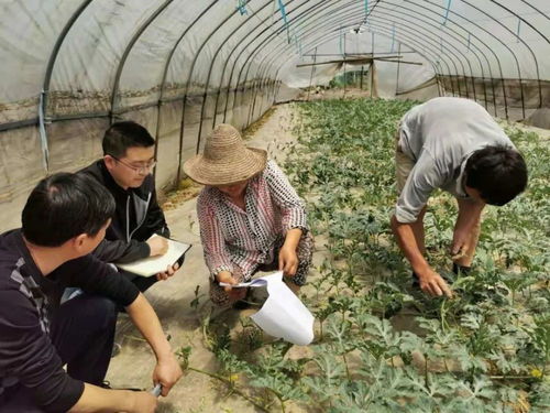 黄山市化肥农药使用情况大揭秘