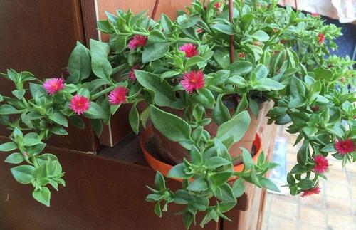 吊兰：空气净化器， 美观又实用