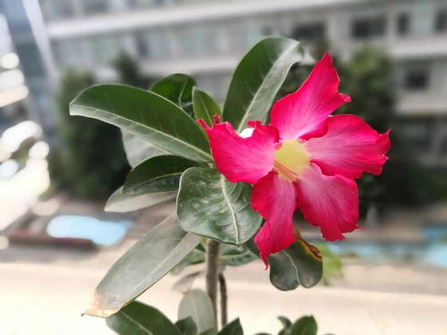 沙漠玫瑰的季节变化