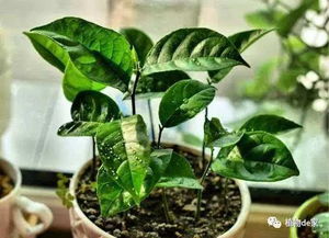 菠萝蜜核如何种植？如何培育出小树苗