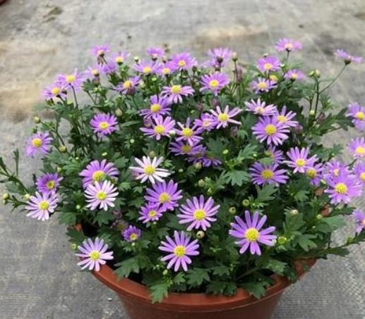 手残党种花，先来点基础知识