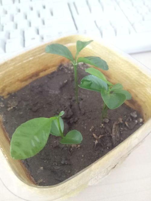 农药的威力， 不容小觑