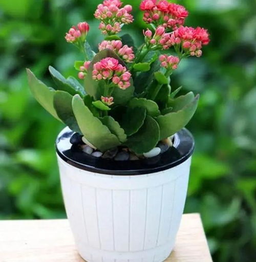 1. 家养花卉的益处多多