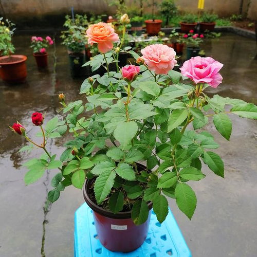 新栽月季花浇水，掌握浇水量和频率