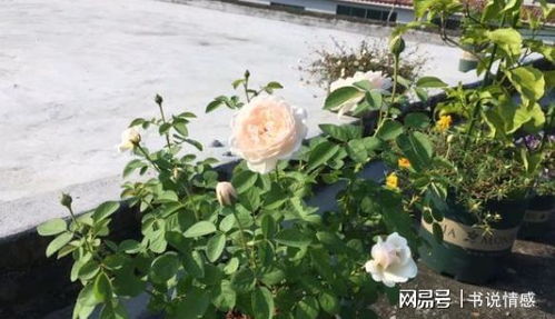 黄泥巴月季苗， 根旺开花爆盆妙招