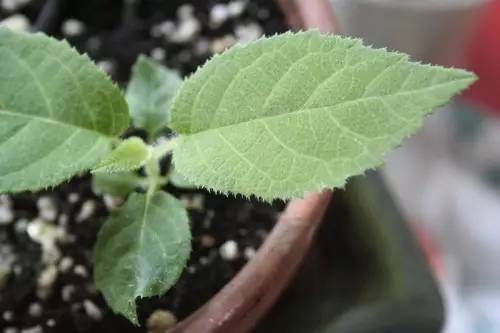 山楂籽快速发芽技巧：简单方法让种子生根开花！