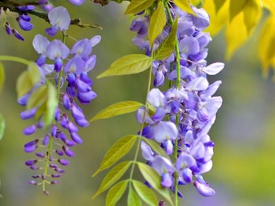 紫藤是哪种类型的茎？