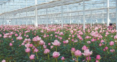 第四款：第一夫人月季