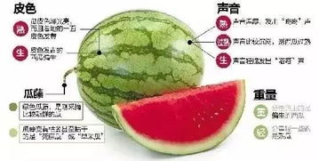 食用西瓜的平安性