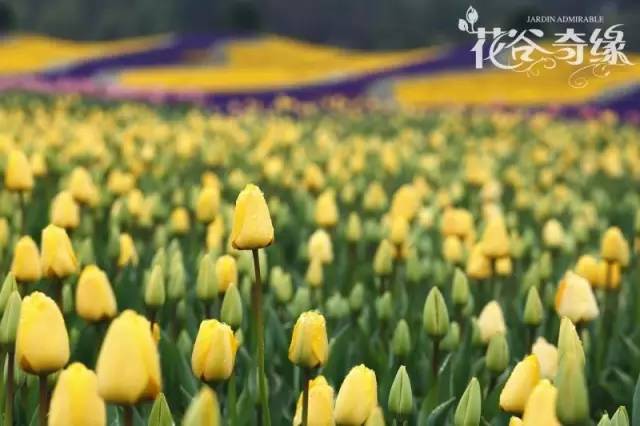 花卉春雨如何科学养护？