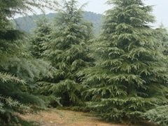 雪松球，几年后属雪松球？