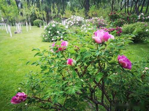 三是石榴树，有顺顺溜溜之意，而且它的果实不仅好kan，籽粒酸甜可口，是难得的保健水果。