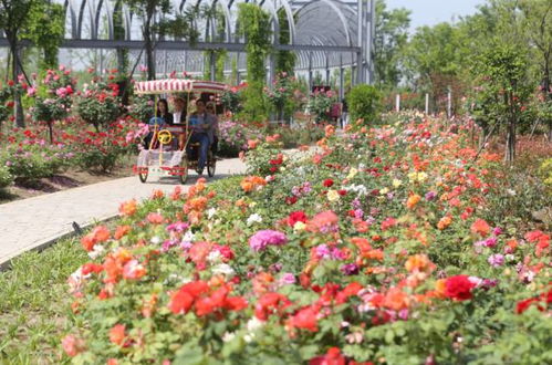 南阳路边月季花盛开， 美得让人心动