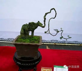 金弹子盆景如何养护才能打造出既健康又美丽的小型景观呢