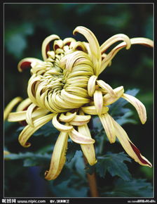 四、 按栽培方式分类