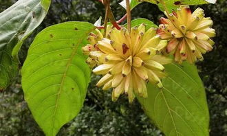 药用价值，神奇的功效