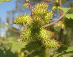 地理差异与成熟时间