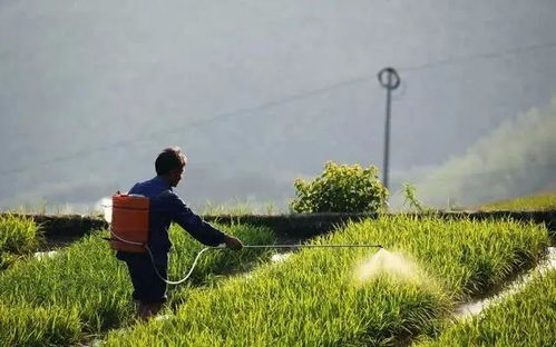 低毒化学农药，应急防治