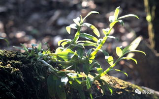 霍山石斛扦插创新三要素