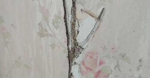 家里发现白蚁，Neng不Neng直接喷杀虫剂解决？