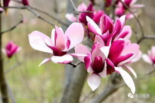 一、 冬季低温下南召玉兰的保护之道