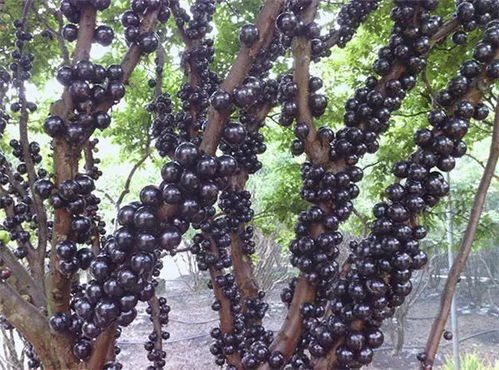 农药的使用， 小心为妙